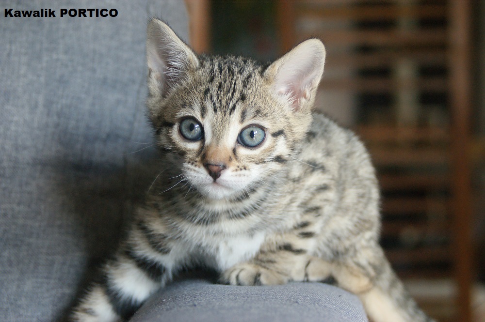 chaton bengal